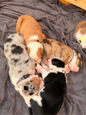 Aussiedor Welpen Australian Shephert Labrador Mix aus liebevoller Familienaufzucht   