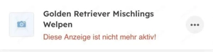 Wurfgeschwister gesucht  Bild 3