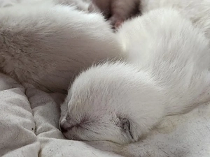 Jetzt schnell sein und reservieren    Bild 6