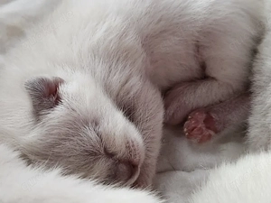 Unsere Siam Babys sind da     