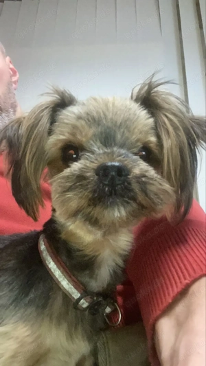 Yorkshire Terrier weibchen 1 Jahr ab sofort von privat zu vermitteln