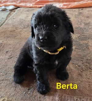 Neufundländer Welpen  Bild 7