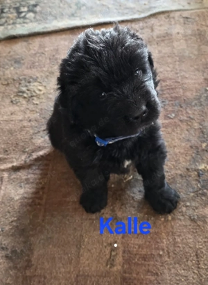 Neufundländer Welpen  Bild 8