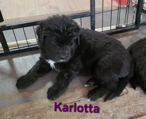 Neufundländer Welpen  Bild 5