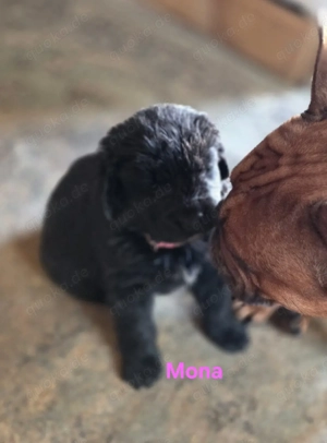 Neufundländer Welpen  Bild 6