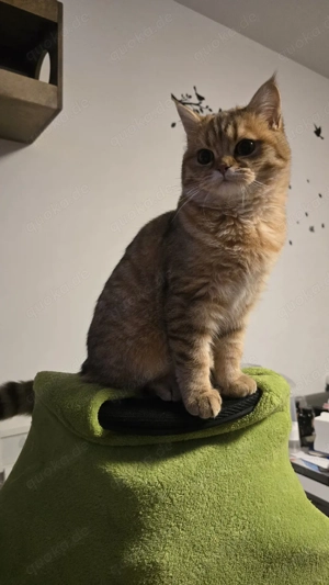 BKH Kitten ducht eine Familie 