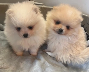 Süße Kleine Pomeranien Spitz