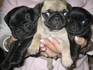 Mops Welpen für ein Haustier liebevolles zuhause