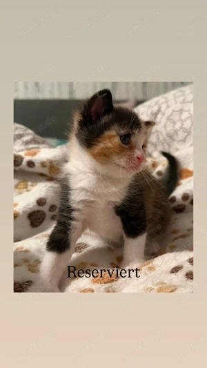 Unsere kleinen Katzenbabys suchen ein liebevolles Zuhause!