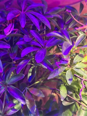 Langschwanzeidechse Takydromus sexlineatus