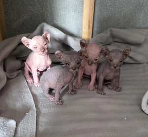 kanadische Sphynx Kitten 