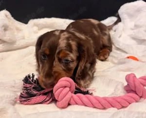 Mini-Dackelwelpen in Dapple-Färbung   Gesund, verspielt, Eltern vor Ort 