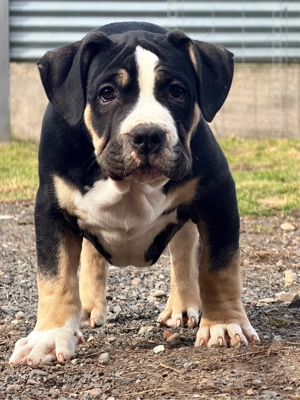 American Bully XL Tricolor 
