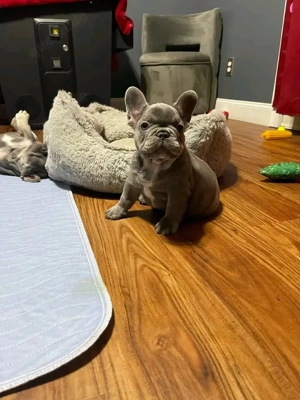 Blaue französische Bulldoggen für neue Zuhause