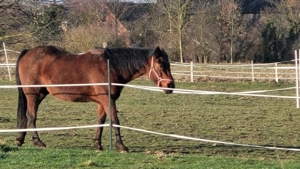 Verkaufe für meine Mutter - Verkaufe meine geliebten Pferde!