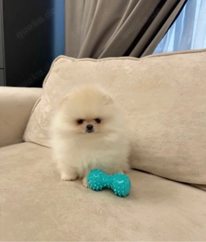 Zuckersüßen Pomeranian Zwergspitz Welpen !!