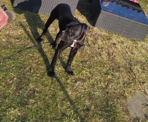 OEB Mix Hündin sucht zuhause 