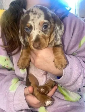 Mini-Dackelwelpen in Dapple-Färbung   Gesund, verspielt, Eltern vor Ort 