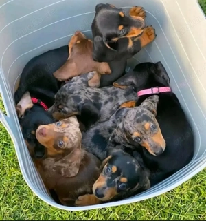 Süsse Dackel Welpen Zwergdackel !!