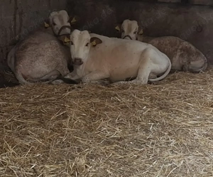 Zwerg Zebu Kühe Herdbuch A Minikühe Zwergkühe