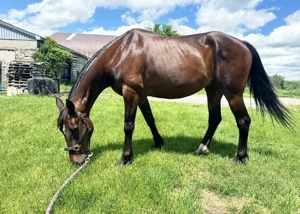 Liebenswertes Pferd sucht ein neues Zuhause