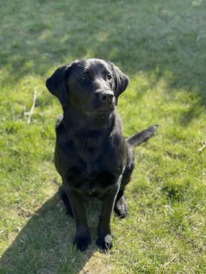 Cooper sucht ruhiges Zuhause 