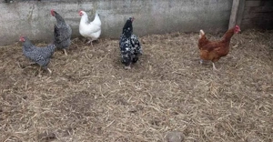 Hühnergruppe Brahma Lohmann Amrock