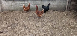 Hühnergruppe Brahma Lohmann Amrock Bild 4