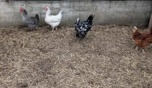 Hühnergruppe Brahma Lohmann Amrock Bild 3