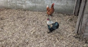 Hühnergruppe Brahma Lohmann Amrock Bild 5