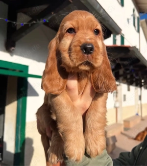 Charming Cocker Spaniel Welpen!