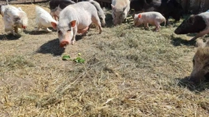 Minipig Ferkel Tea Cup Minischweine  Bild 7