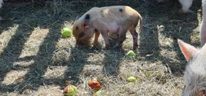 Microschwein Ferkel Minischwein Micropig