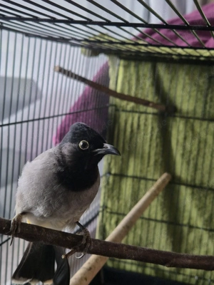 Bülbül Weibchen abzugeben, Bulbul  Bild 2