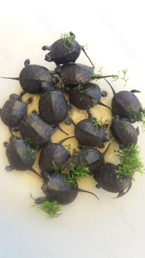 Europäische Sumpfschildkröten     Emys orbicularis