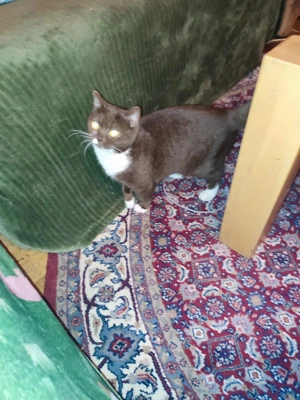 Teddy sucht ein neues zu Hause 