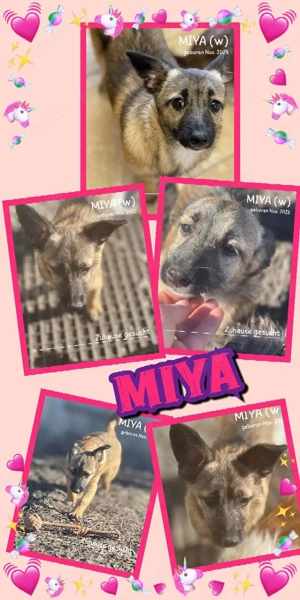 zuckersüßes Welpenmädchen "Miya" sucht ein liebevolles Zuhause