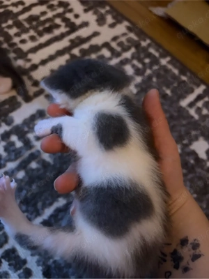 Siam Blue Point Kitten mix