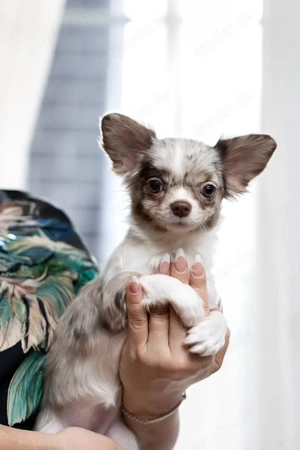 süßer Chihuahua-Welpe zur Adoption     