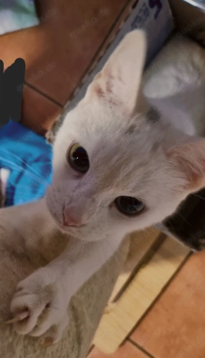 Katzen suchen Zuhause