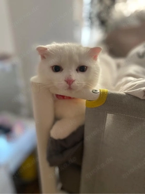 bkh katze zu verkaufen 