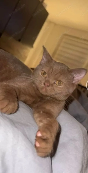 Katze abzugeben BKH..7 Monate. Reserviert 