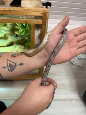 kornnatter 0.1 von 24 