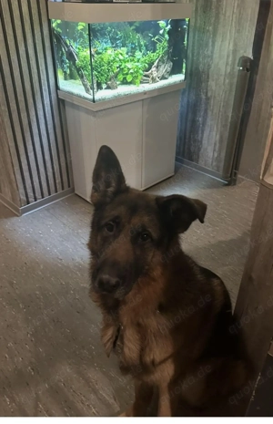 Schäferhund Rüde Schwerenherzens Abzugenen 