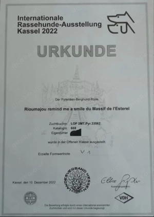 NUR NOCH 2 Hündinnen Pyrenäenberghund Welpen Bild 9