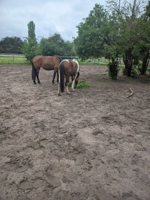 3 Offenstall Plätze frei
