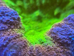 korallenableger aus deutscher Nachzucht