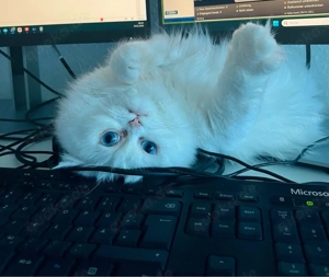 Zwei weibliche Perser Katzen abzugeben