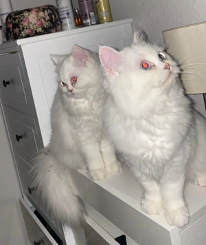 Zwei weibliche Perser Katzen abzugeben Bild 3