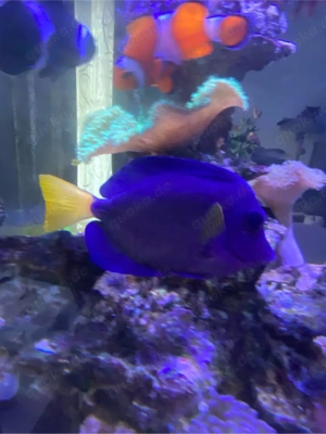 Rotmeer doc Meerwasser fische 